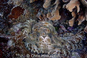 Octopus-Utila by Chris Miskavitch 
